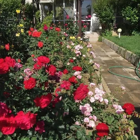 яна * スヴェティ・ヴラス